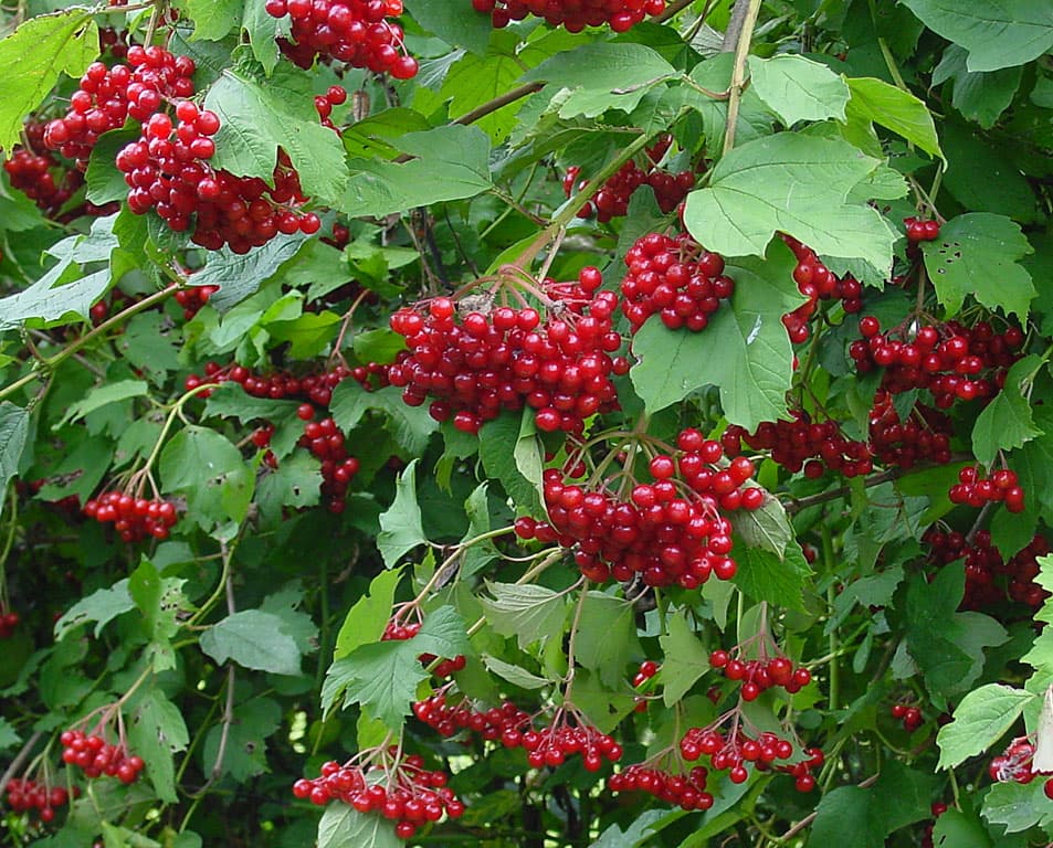 American Cranberrybush