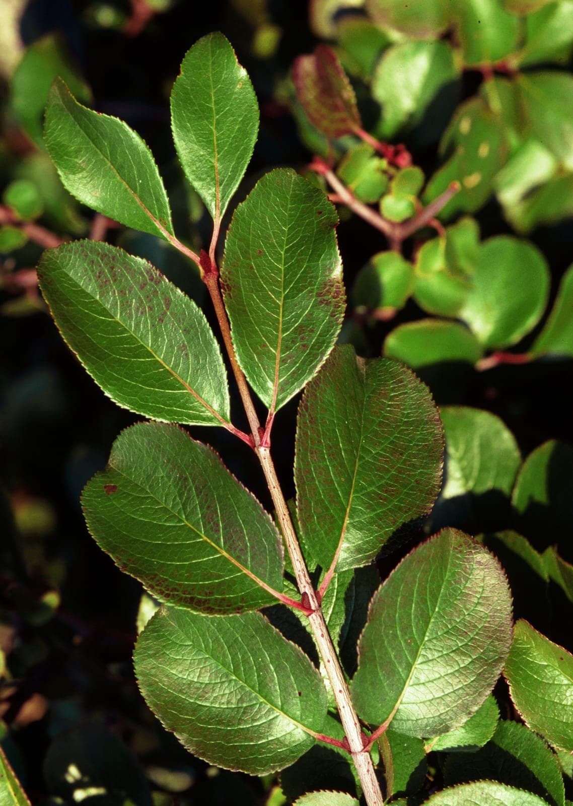 Rusty Blackhaw