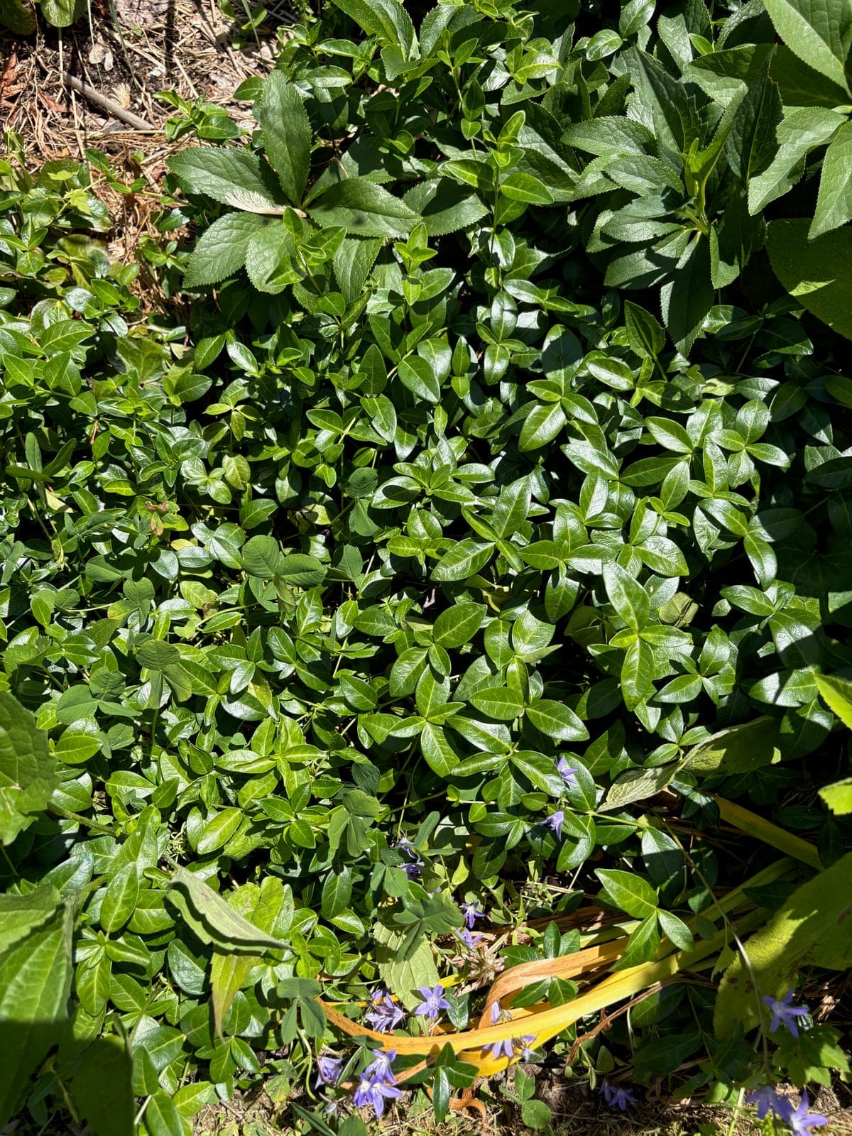 Periwinkle