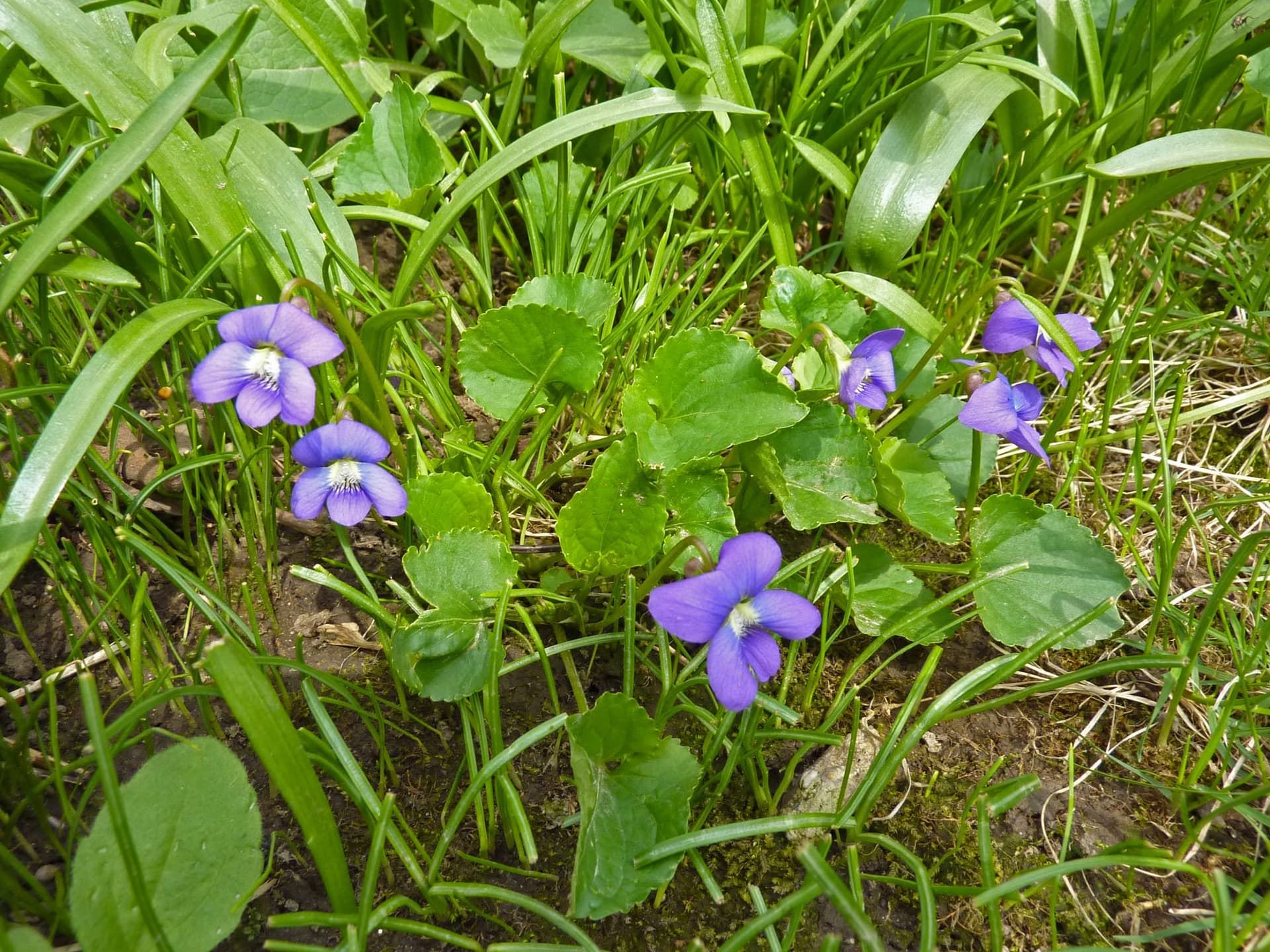 Purple common blue violets in grass