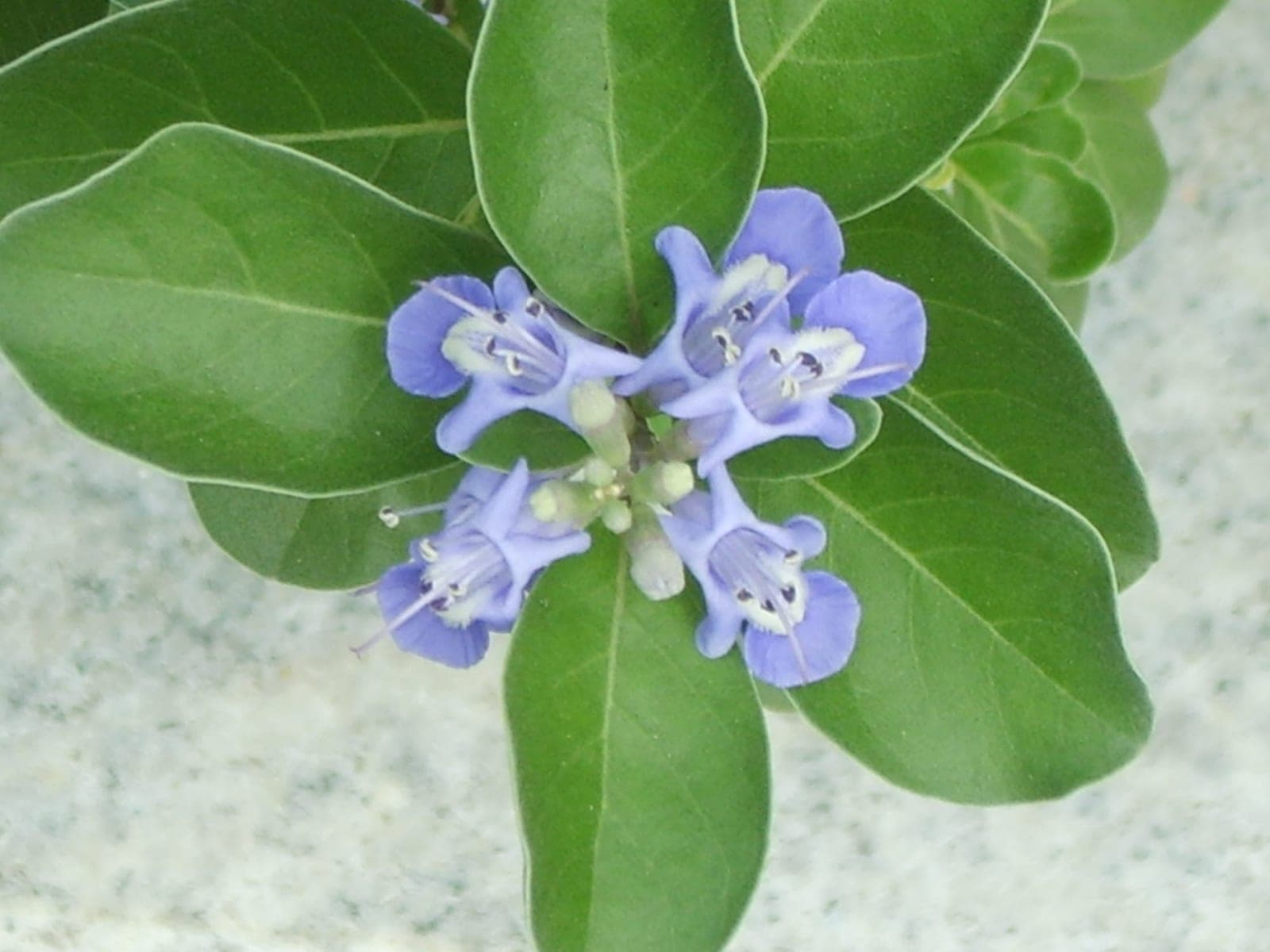 Pōhinahina (Vitex rotundifolia)