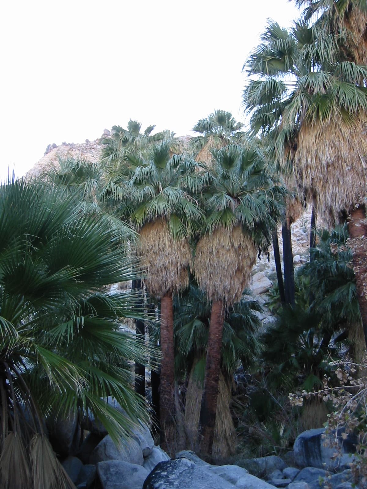 California Fan Palm