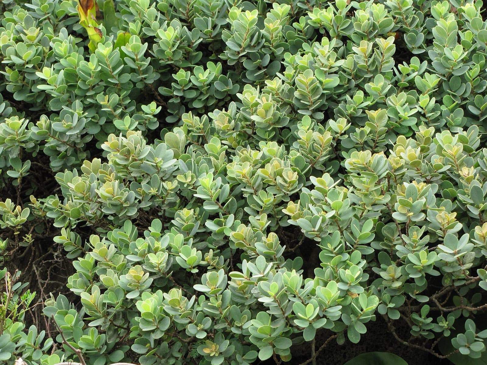 ʻĀkia (Wikstroemia uva-ursi)