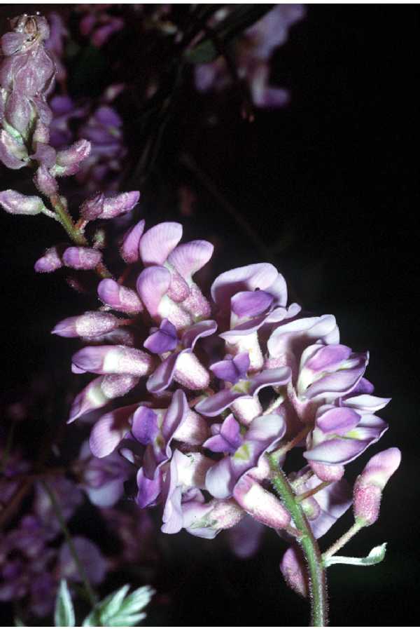 American Wisteria