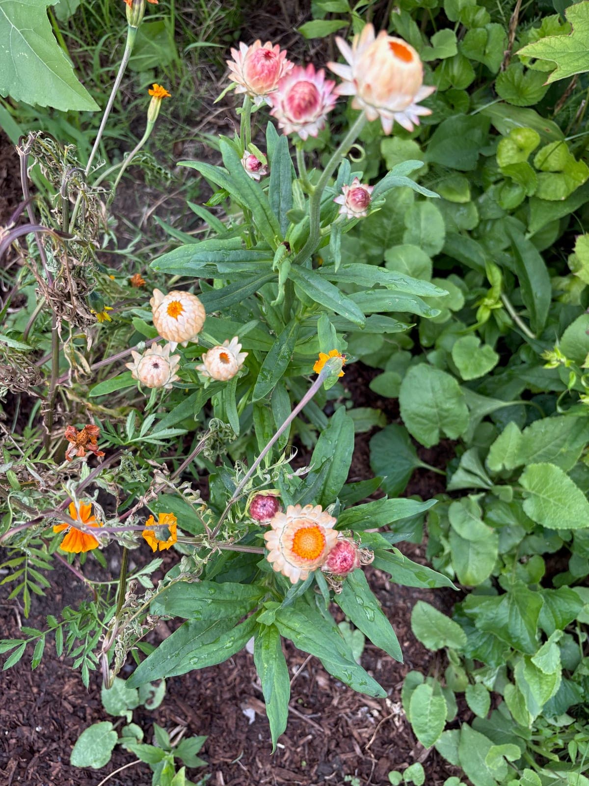 Dried Strawflower Mix