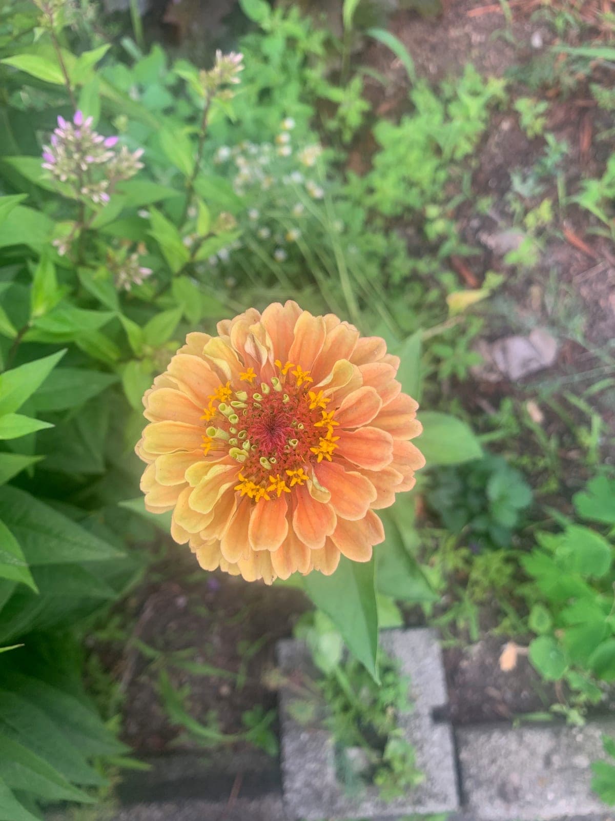 Zinnia