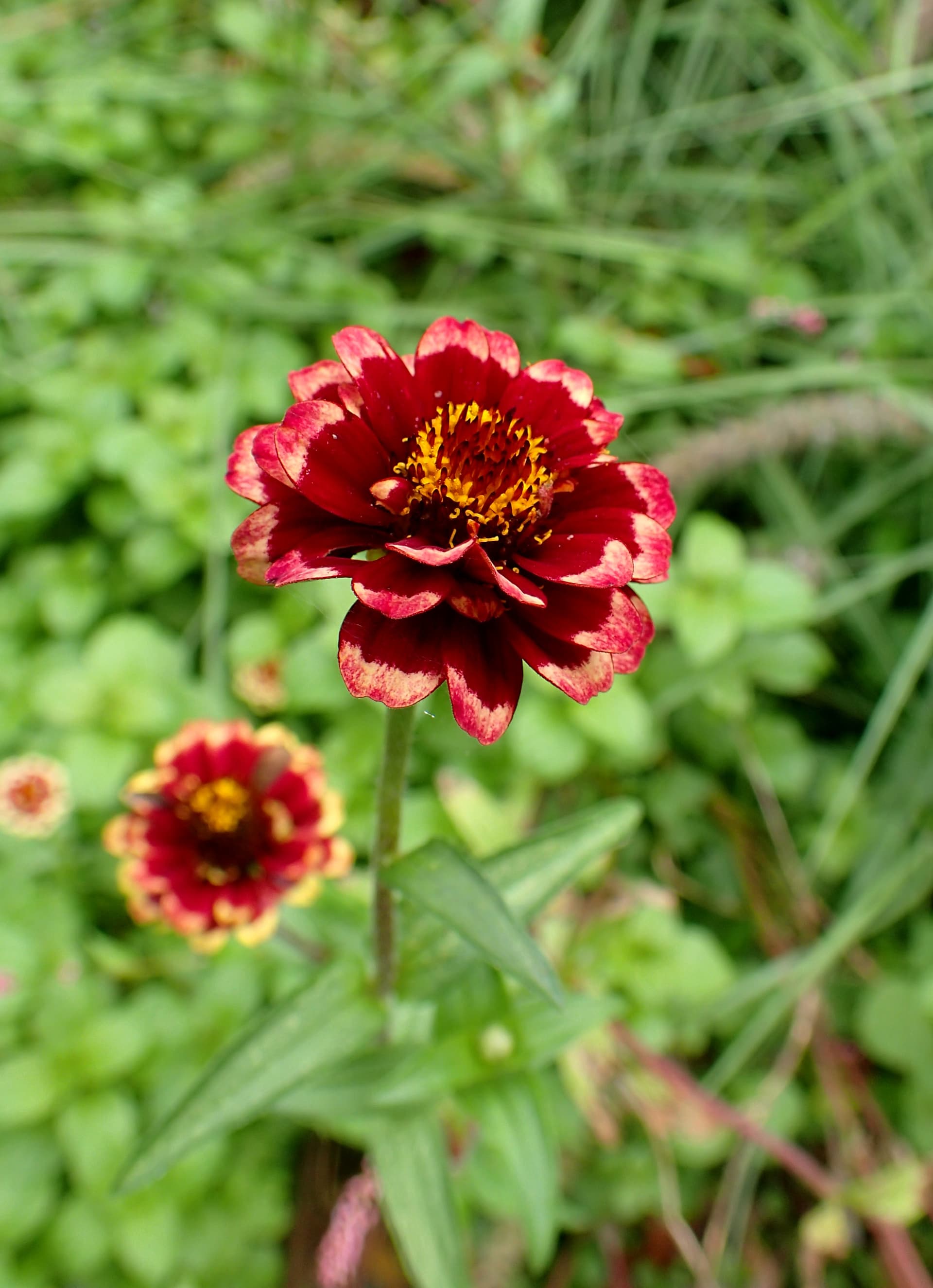 Mexican Zinnia