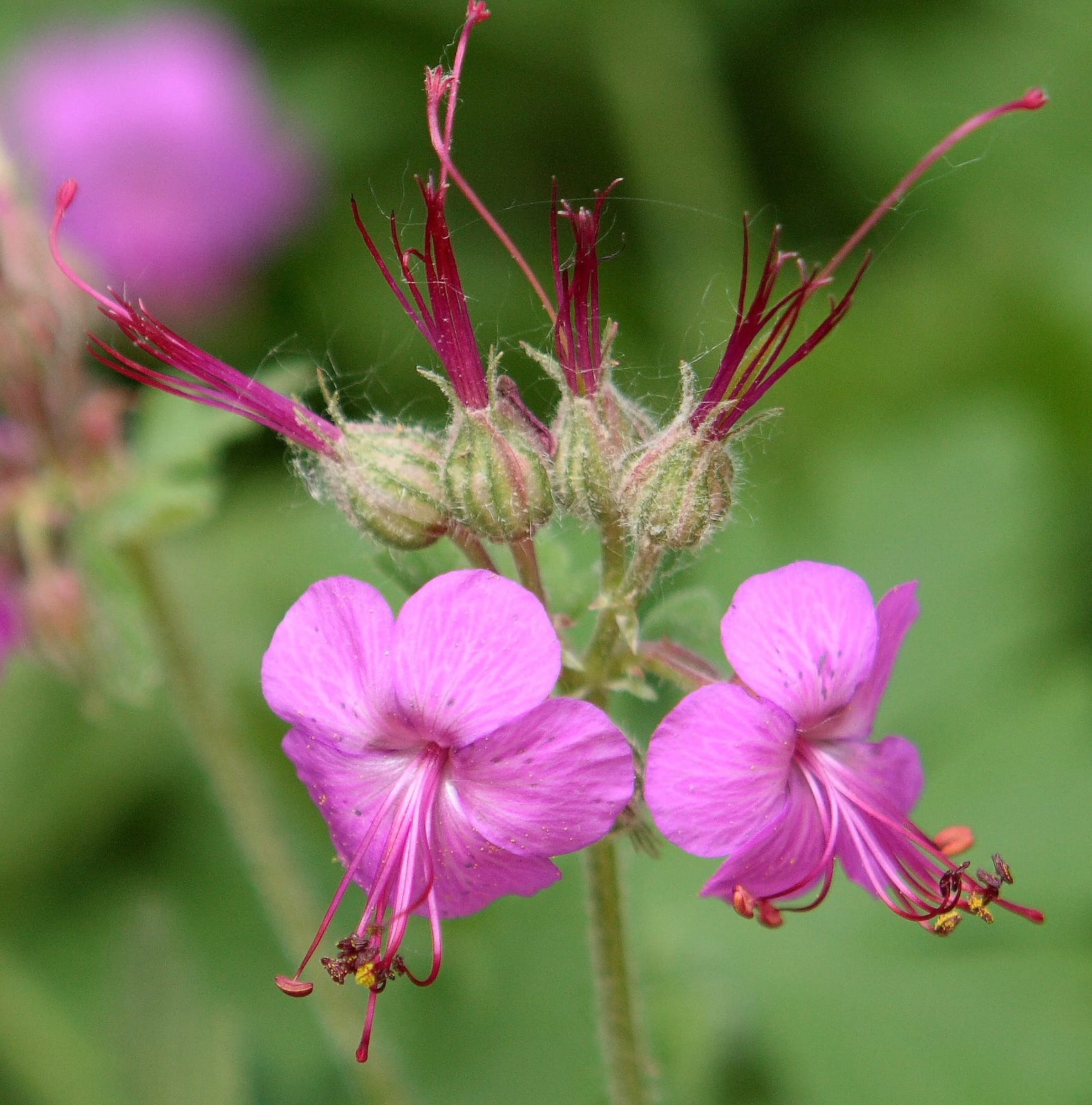 Bigroot Geranium (Geranium macrorrhizum) - Batten Blooms